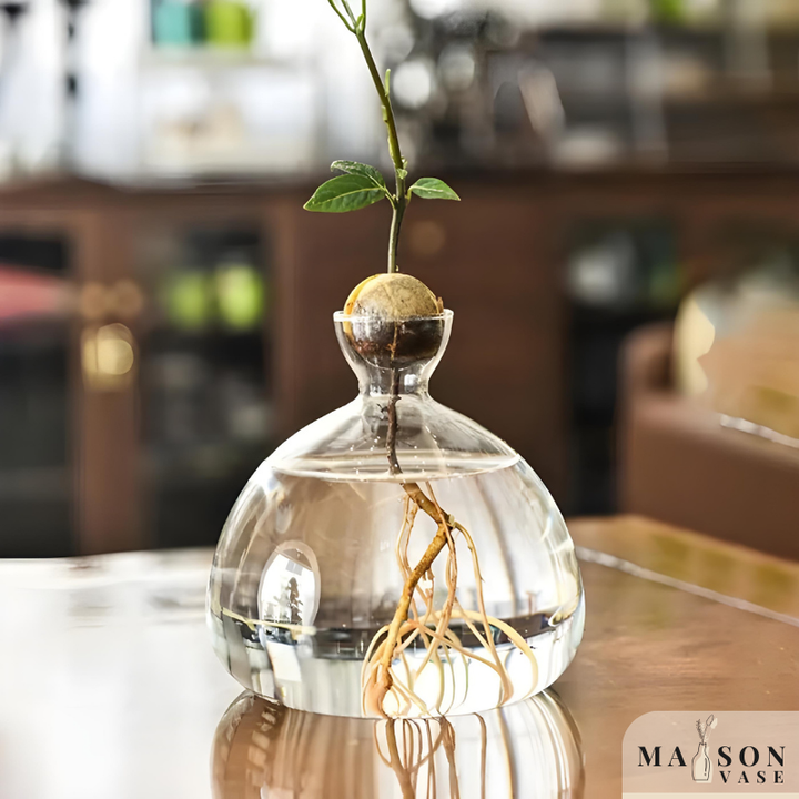 Vase Hydroponique en Verre Transparent | Spécial Noyau d’Avocat