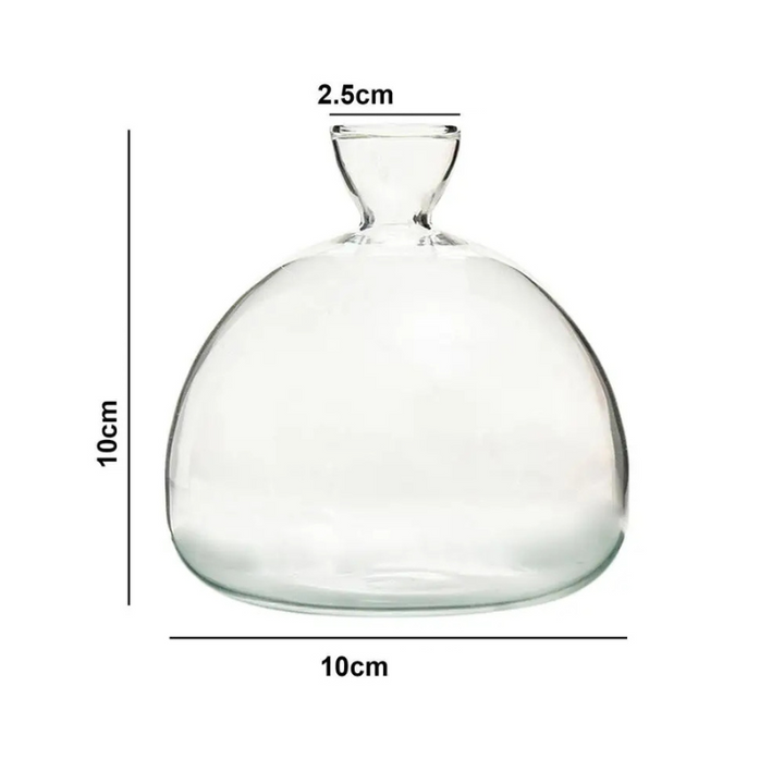 Vase Hydroponique en Verre Transparent | Spécial Noyau d’Avocat