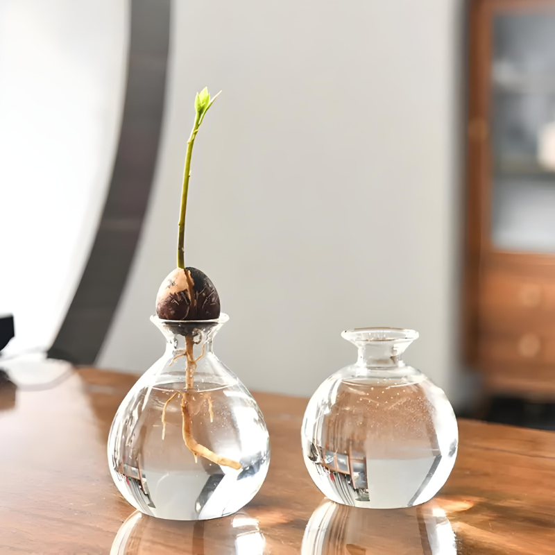 Vase Hydroponique en Verre Transparent | Spécial Noyau d’Avocat