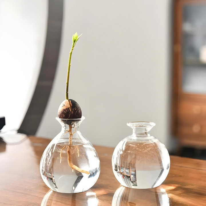 Vase Hydroponique en Verre Transparent | Spécial Noyau d’Avocat