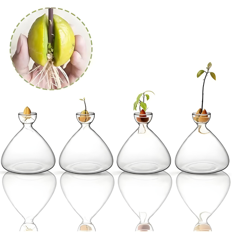 Vase Hydroponique en Verre Transparent | Spécial Noyau d’Avocat
