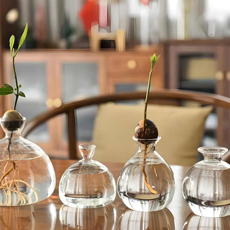 Vase Hydroponique en Verre Transparent | Spécial Noyau d’Avocat