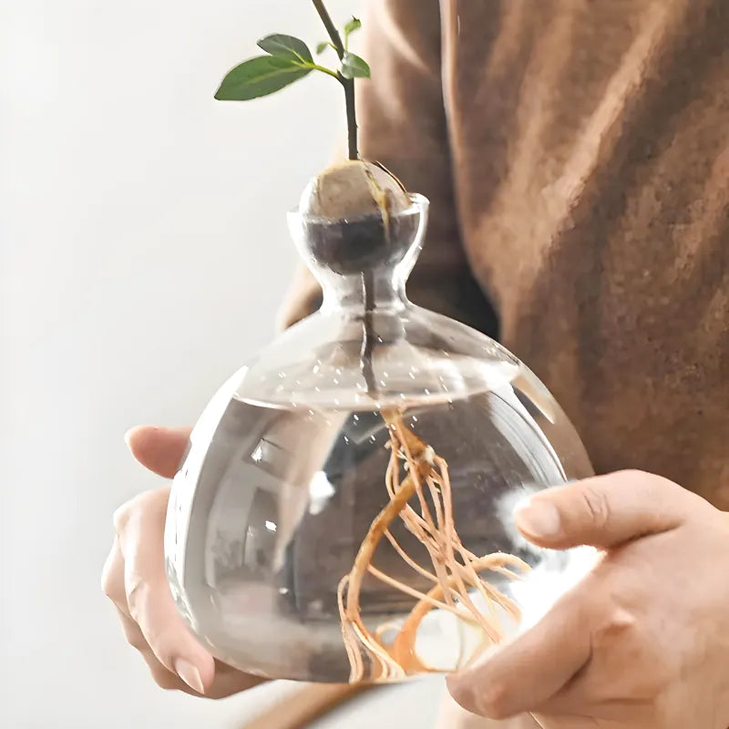 Vase Hydroponique en Verre Transparent | Spécial Noyau d’Avocat - Maison Vase