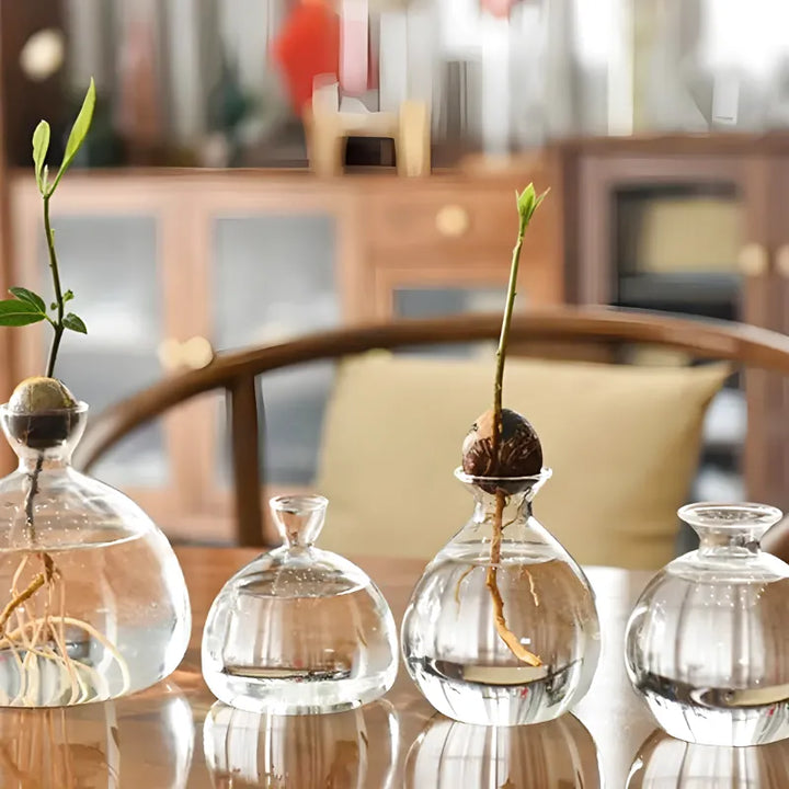 Vase Hydroponique en Verre Transparent | Spécial Noyau d’Avocat - Maison Vase