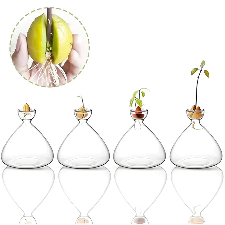Vase Hydroponique en Verre Transparent | Spécial Noyau d’Avocat - Maison Vase