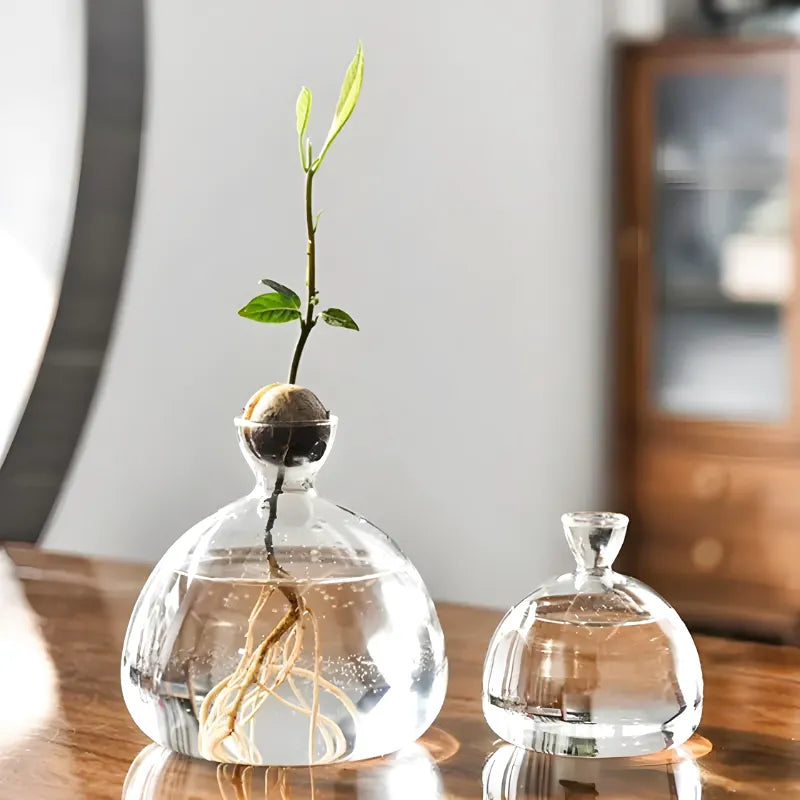 Vase Hydroponique en Verre Transparent | Spécial Noyau d’Avocat - Maison Vase