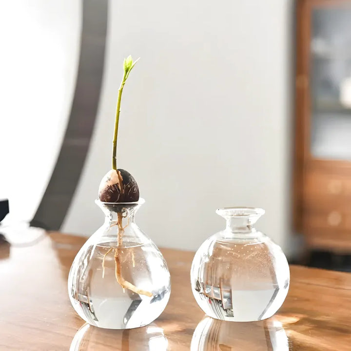Vase Hydroponique en Verre Transparent | Spécial Noyau d’Avocat - Maison Vase