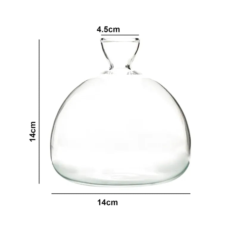 Vase Hydroponique en Verre Transparent | Spécial Noyau d’Avocat - Maison Vase