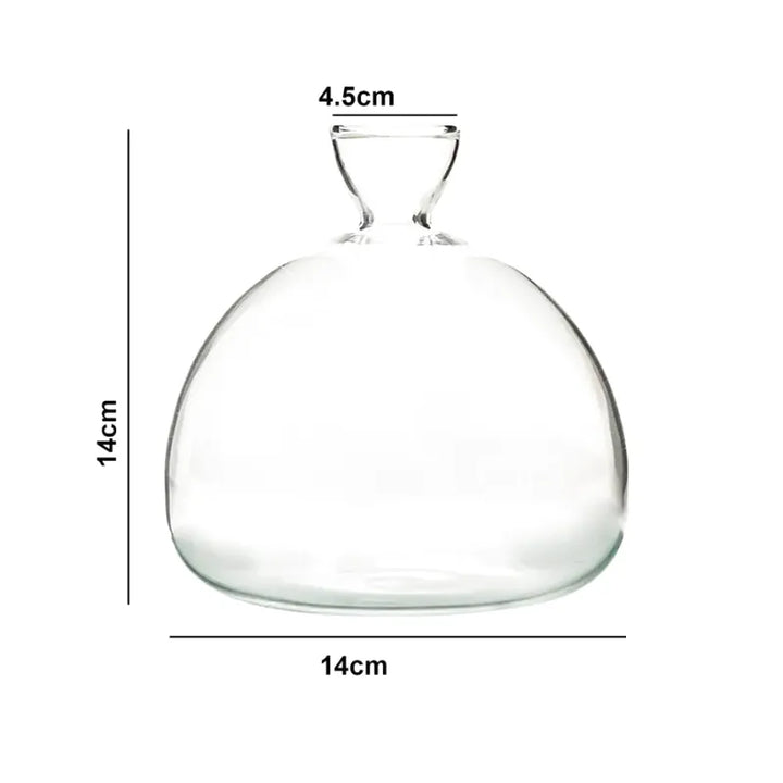 Vase Hydroponique en Verre Transparent | Spécial Noyau d’Avocat - Maison Vase