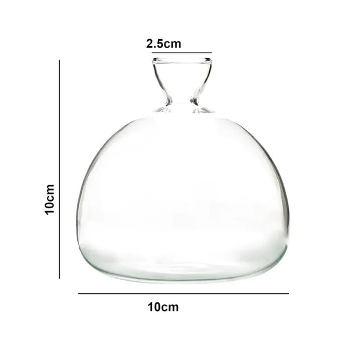 Vase Hydroponique en Verre Transparent | Spécial Noyau d’Avocat - Maison Vase