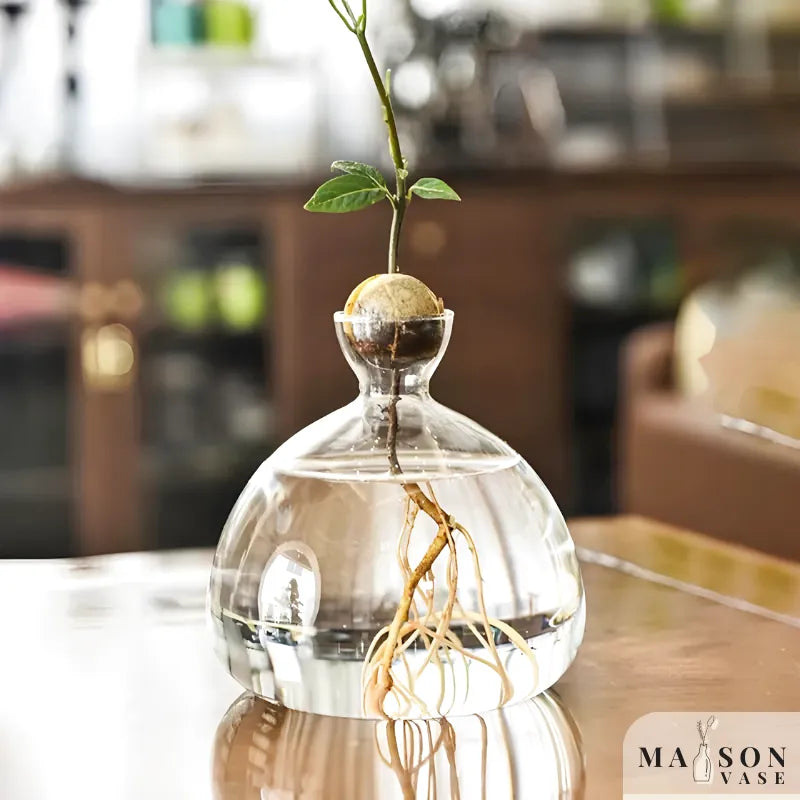 Vase Hydroponique en Verre Transparent | Spécial Noyau d’Avocat - Maison Vase